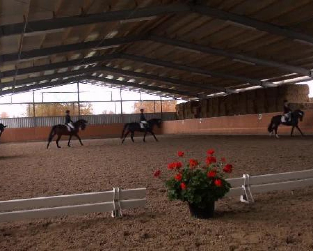 Dressurpferd Love Story 27 (Hessisches Warmblut, 2005, von Loriot H 3)