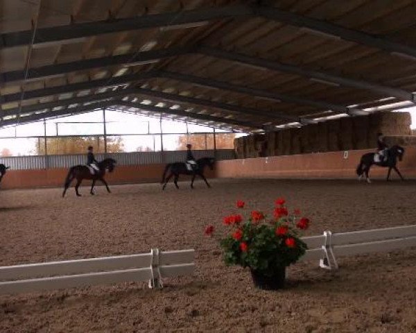 dressage horse Love Story 27 (Hessian Warmblood, 2005, from Loriot H 3)