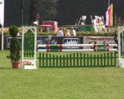 stallion Gasparo N (German Riding Pony, 2006, from Giorgio N)