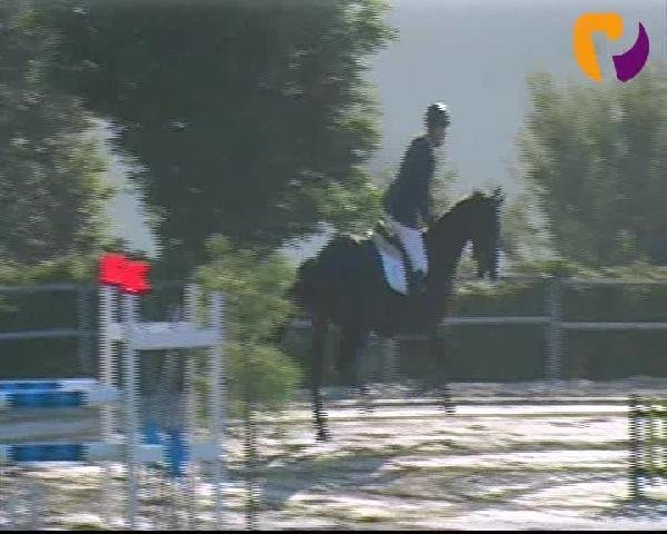 jumper Blackberry (KWPN (Royal Dutch Sporthorse), 2006, from Larino)