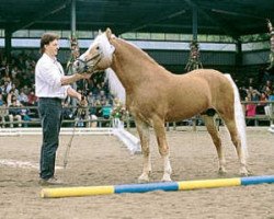 stallion liz. 140/T Nockspitz (Haflinger, 1991, from Nabucco)