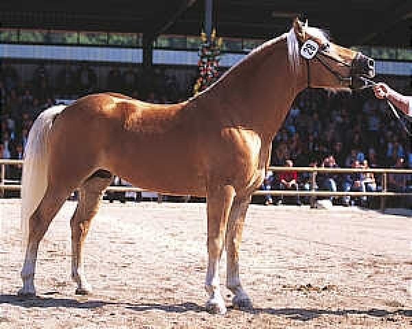stallion Steinfeder (Haflinger, 1999, from liz. 201/T Standschütz)