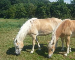 Zuchtstute Korlin (Haflinger, 2004, von liz. 264/T Steinfeder)