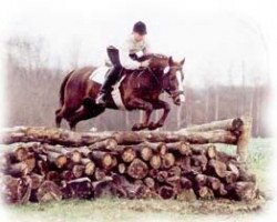 stallion Malteser (German Riding Pony, 1988, from Marsvogel xx)