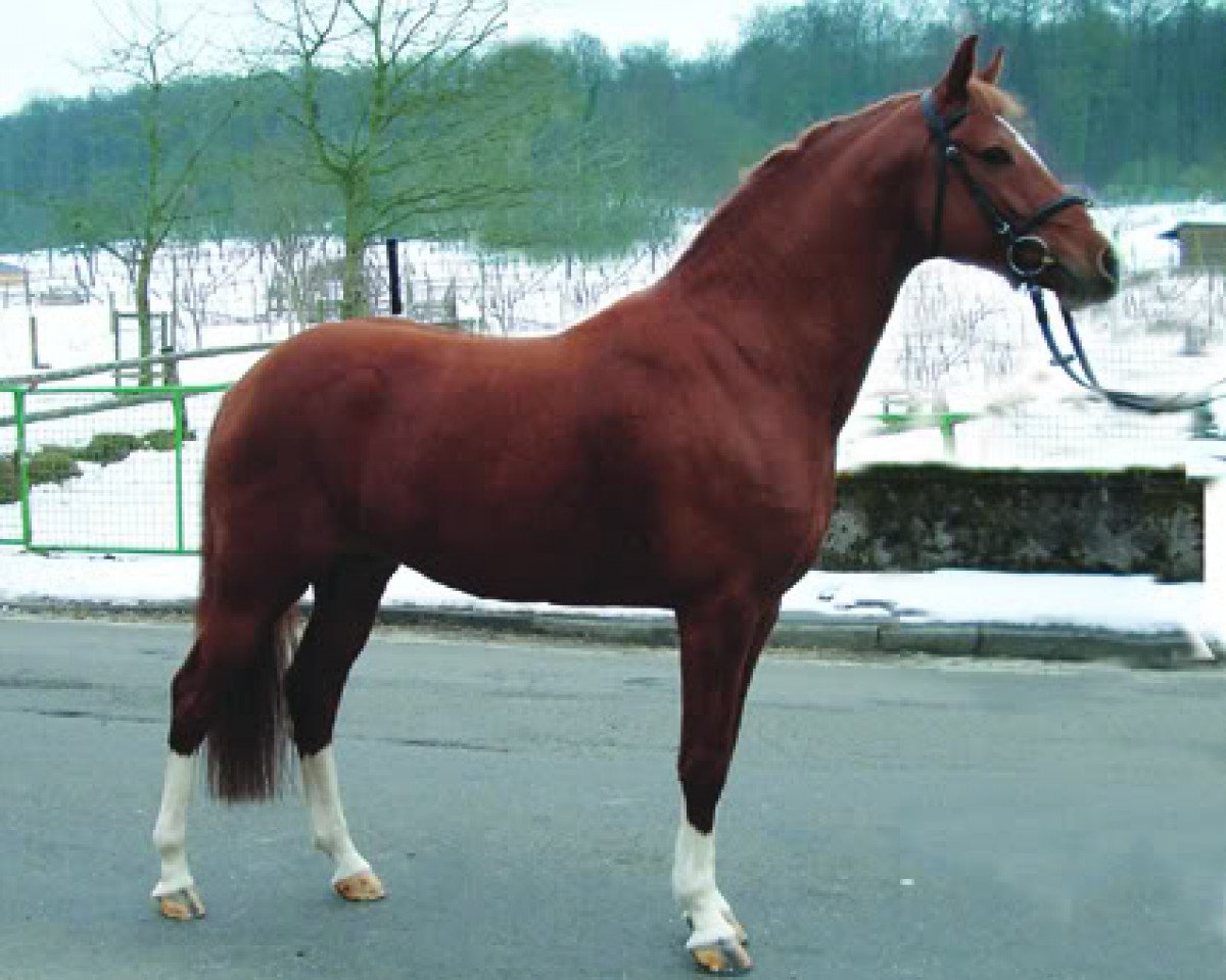 stallion Cornett (German Riding Pony, 2000, from Carlson)