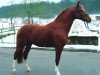 stallion Cornett (German Riding Pony, 2000, from Carlson)