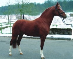 stallion Cornett (German Riding Pony, 2000, from Carlson)