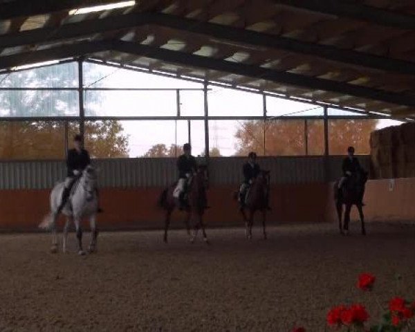 dressage horse Don Caspari 6 (Oldenburg, 2005, from Dimension)