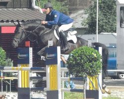 stallion Cantando (Hanoverian, 2002, from Contendro I)