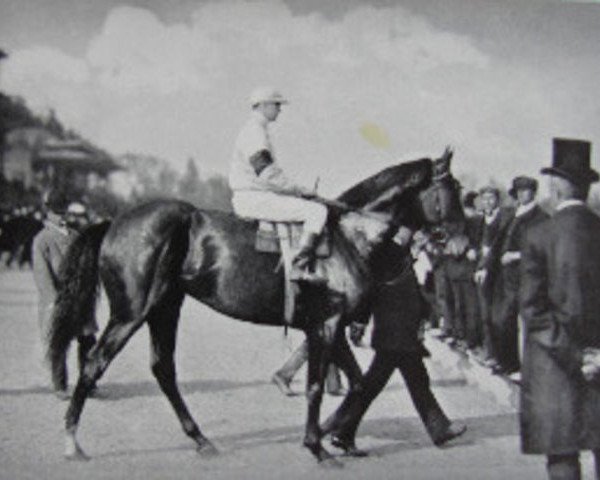 stallion Prestige xx (Thoroughbred, 1903, from Le Pompon xx)