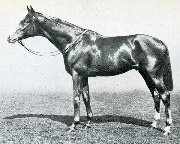 stallion Apelle xx (Thoroughbred, 1923, from Sardanapale xx)