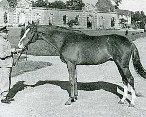 stallion L'Alcazar xx (Thoroughbred, 1938, from Apelle xx)
