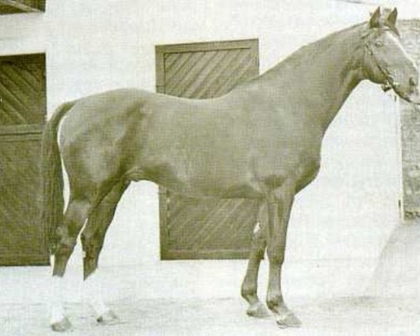 stallion Invincible (Anglo-Norman, 1952, from L'Alcazar xx)