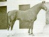stallion Invincible (Anglo-Norman, 1952, from L'Alcazar xx)