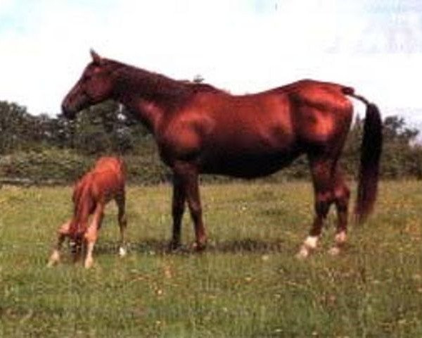 broodmare Herbe D'Auzay (Selle Français, 1973, from Invincible)