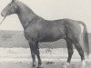 stallion Cid (Hanoverian, 1959, from Cyklon)