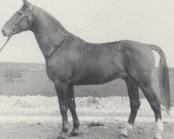 stallion Cid (Hanoverian, 1959, from Cyklon)