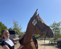 Springpferd Heidediamant (Trakehner, 2016, von Perfekt 60)