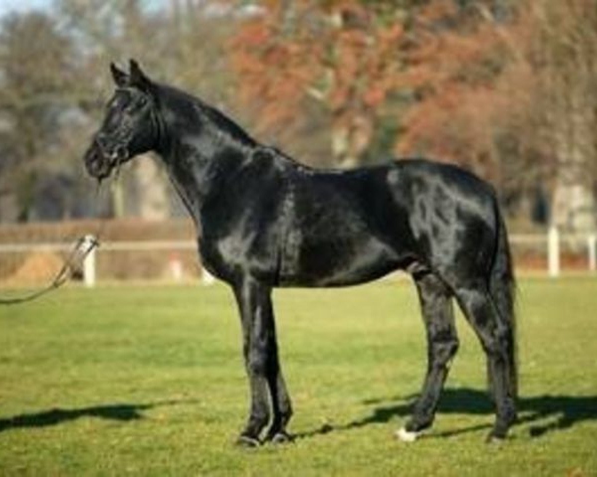 stallion Piment (Hanoverian, 1989, from Pinkus)