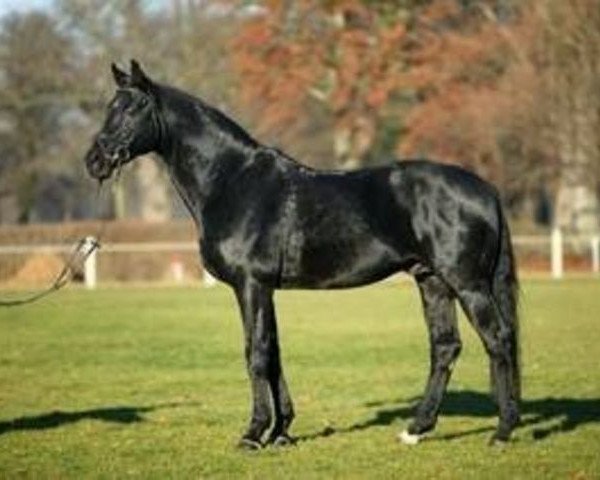 stallion Piment (Hanoverian, 1989, from Pinkus)