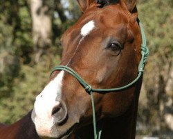 stallion Landkönig (Hanoverian, 1992, from Landadel)