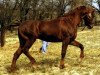 stallion Haendel (Trakehner, 1963, from Carajan)
