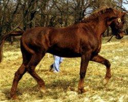 stallion Haendel (Trakehner, 1963, from Carajan)