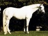 stallion Amiego (Trakehner, 1974, from Haendel)