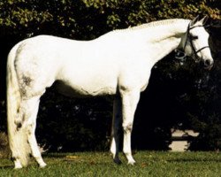 stallion Amiego (Trakehner, 1974, from Haendel)