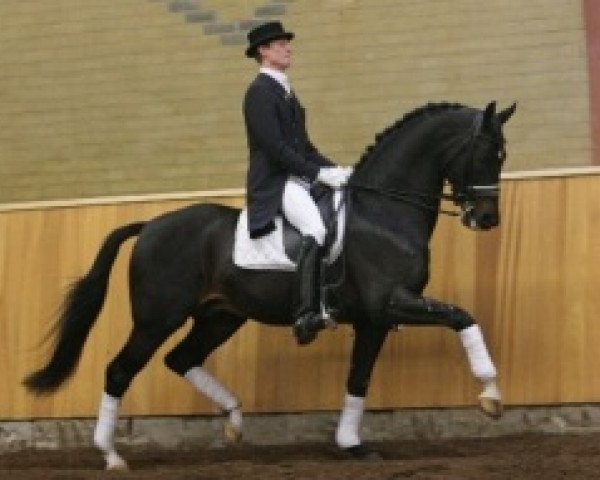 stallion Métall (Dutch Warmblood, 1994, from Ferro)