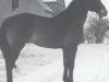 stallion Sympatico (Holsteiner, 1975, from Sacramento Song xx)