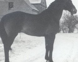 stallion Sympatico (Holsteiner, 1975, from Sacramento Song xx)