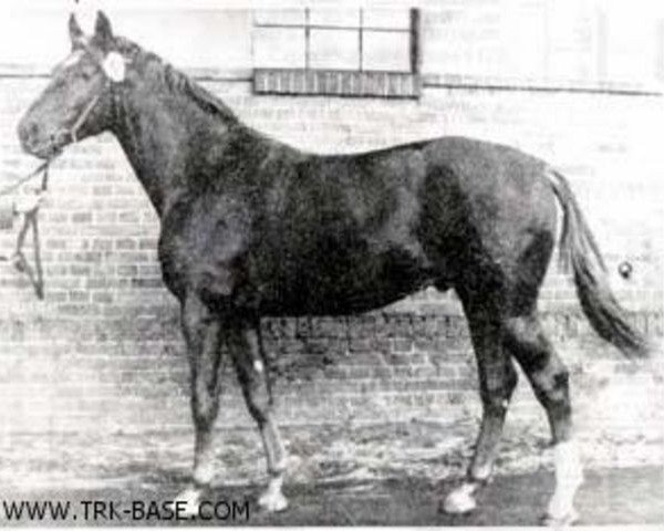 stallion Humbert (Trakehner, 1968, from Altgesell)