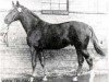 stallion Humbert (Trakehner, 1968, from Altgesell)