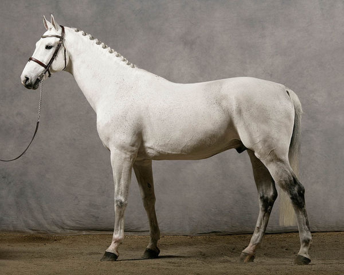 stallion Odermus R (KWPN (Royal Dutch Sporthorse), 1996, from Calido I)