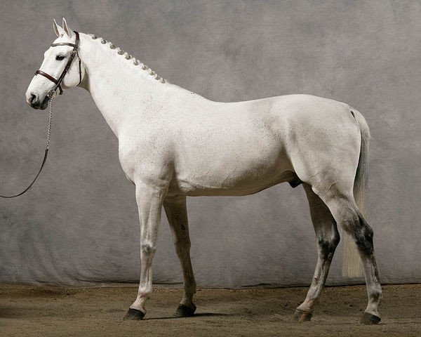 horse Odermus R (Royal Warmblood Studbook of the Netherlands (KWPN), 1996, from Calido I)