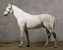 stallion Odermus R (KWPN (Royal Dutch Sporthorse), 1996, from Calido I)