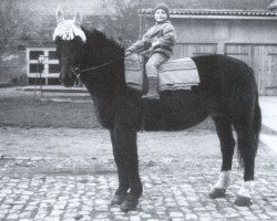 Zuchtstute Erika (Schweres Warmblut, 1968, von Eros Mo 1222)