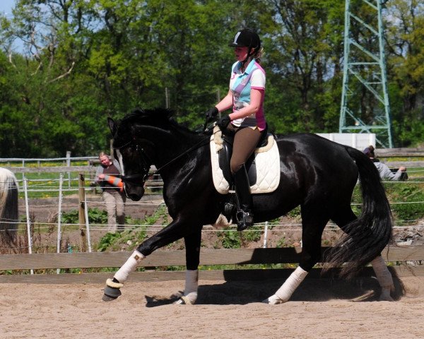 dressage horse Dayu (Oldenburg, 2006, from Dr Doolittle 45)