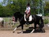 dressage horse Dayu (Oldenburg, 2006, from Dr Doolittle 45)