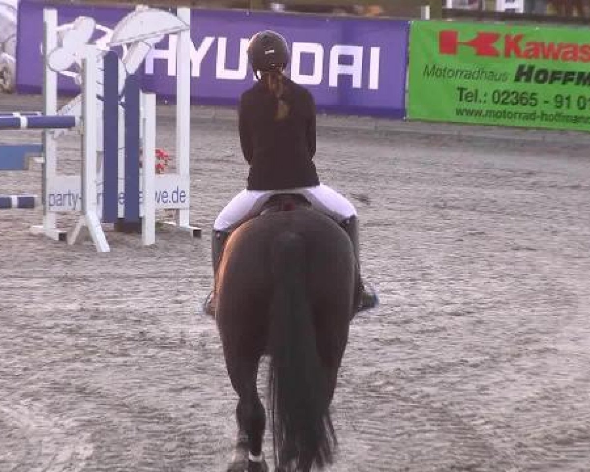 jumper Candy 255 (Danish Warmblood, 1995, from Cavallier Skordalsris)