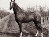 stallion Valentino (British Riding Pony, 1972, from Bwlch Valentino)