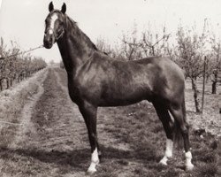 stallion Valentino (British Riding Pony, 1972, from Bwlch Valentino)