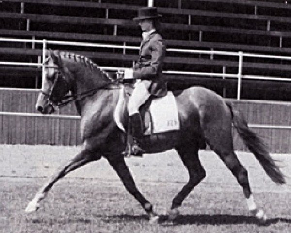 stallion Varello (German Riding Pony, 1977, from Valentino)