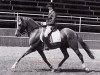 stallion Varello (German Riding Pony, 1977, from Valentino)
