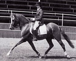 Deckhengst Varello (Deutsches Reitpony, 1977, von Valentino)