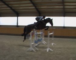 jumper Giants Moonlight (German Warmblood, 2002, from Giant Step Junior)