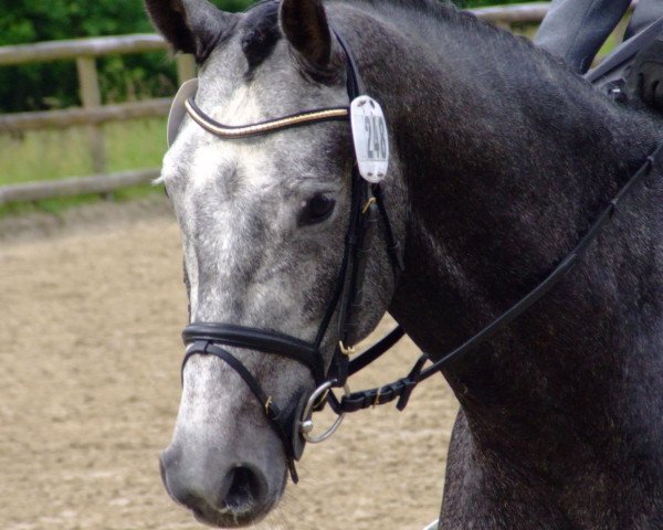 dressage horse C-Drei P O (Westphalian, 2008, from Colbert GTI)