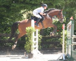 dressage horse Rioso (Westphalian, 2001, from Rheingau)