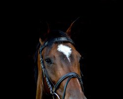 dressage horse Zaphira (German Sport Horse, 2014, from Don Diamond)